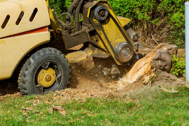 Tree Branch Trimming